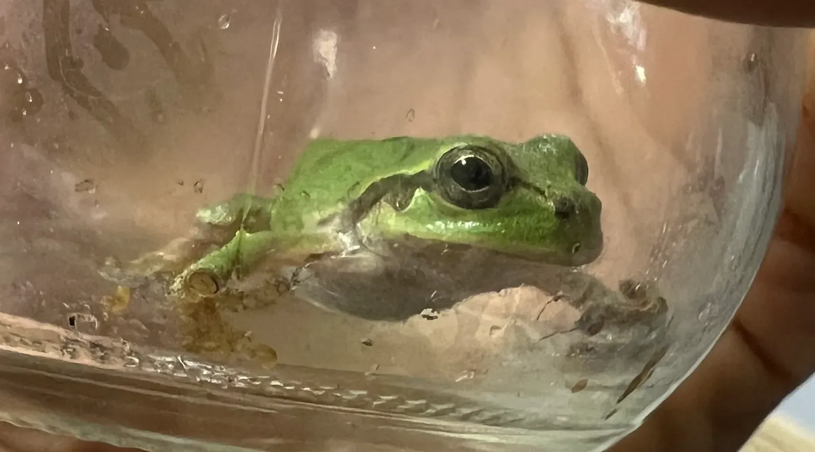 A close-up of the small frog's face