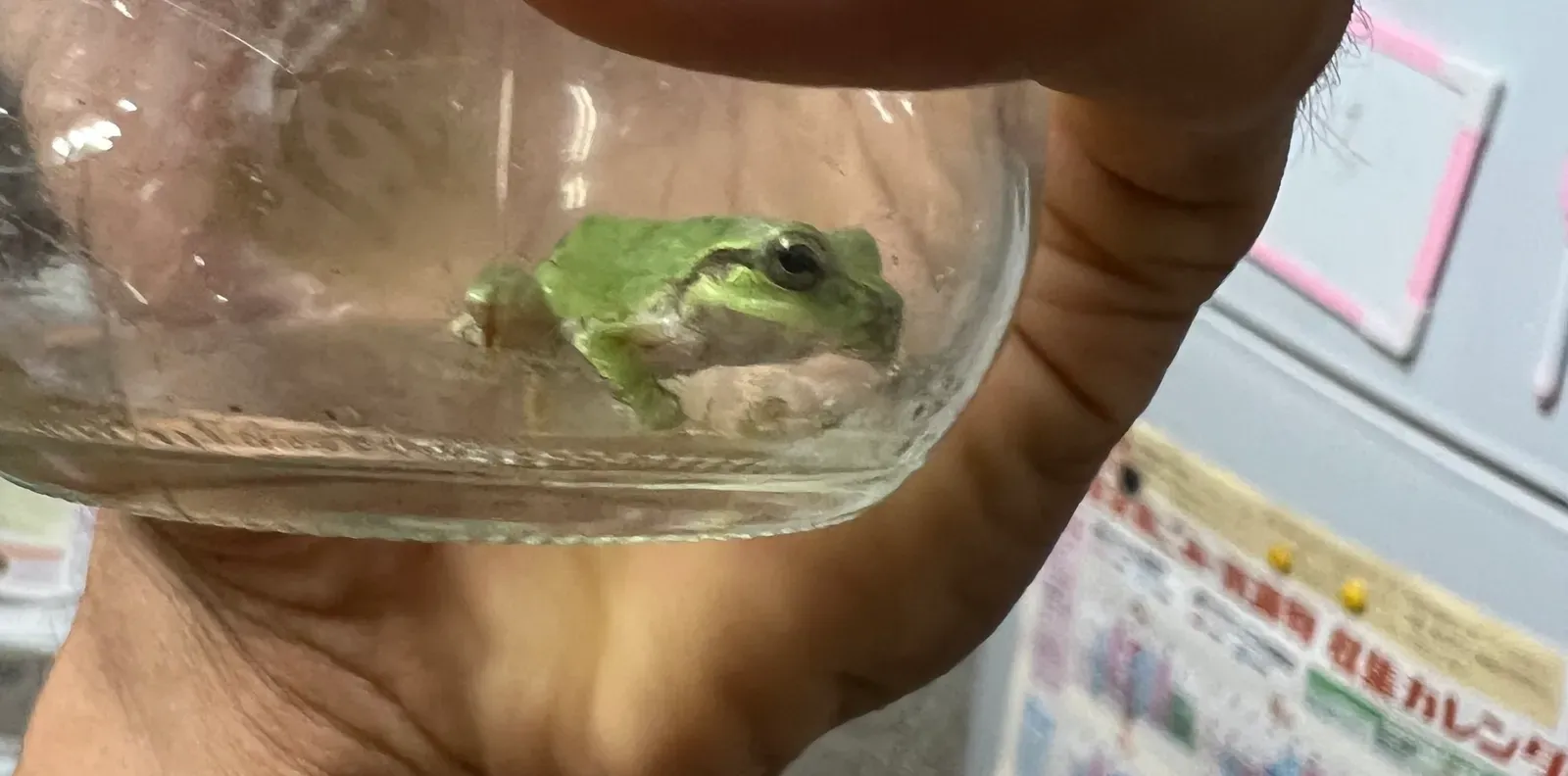 The small frog inside a glass jar
