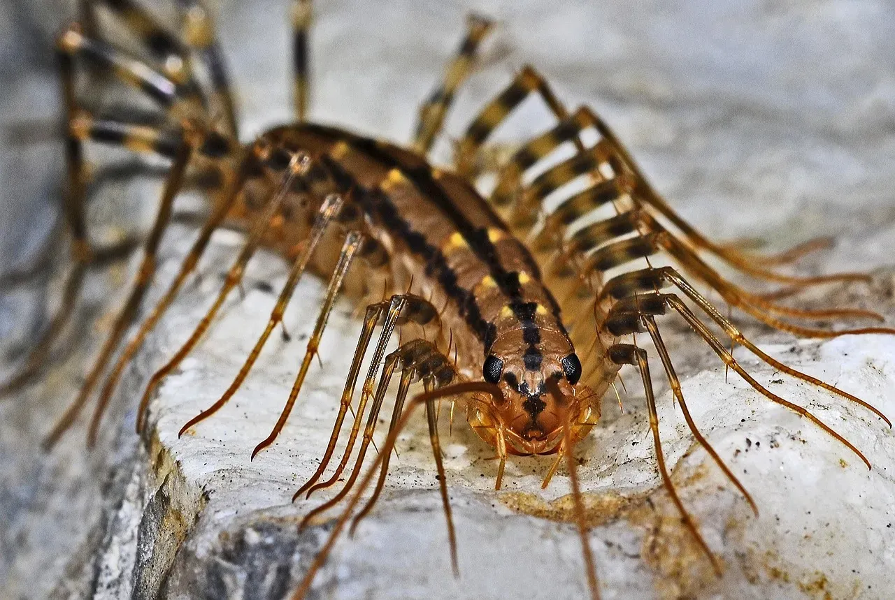 A Japanese house centipede (gejigeji)
