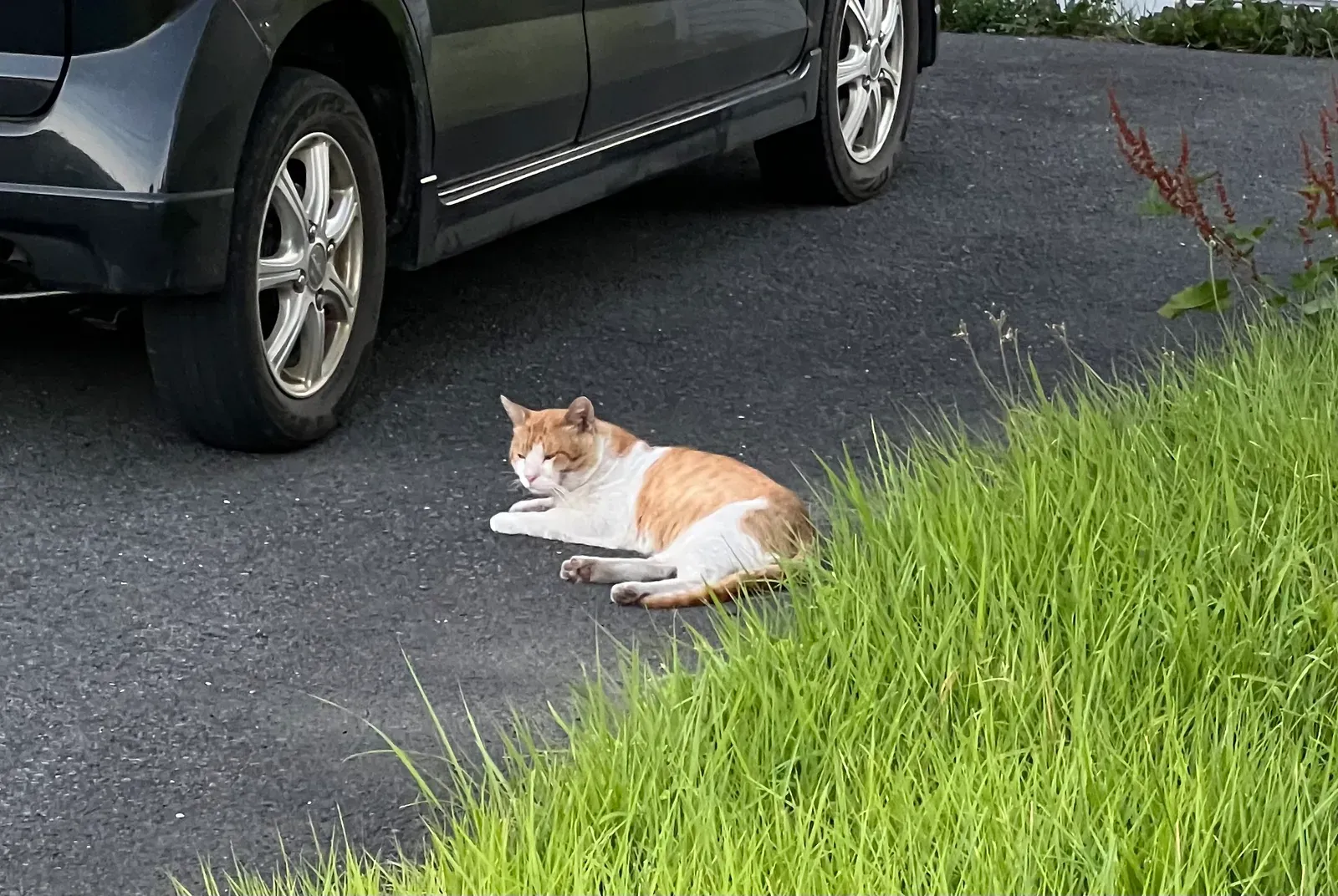 A stray cat looking at the camera